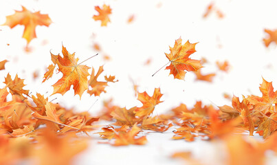 falling yellow leaves on white background.