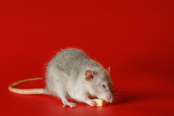 Gray rat isolated on a red background. Close-up portrait of a mouse. A rodent holds a piece of...