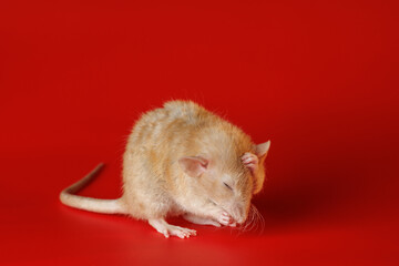 Yellow rat isolated on a red background. Close-up portrait of a mouse. The rodent washes itself. Photo for cutting and writing