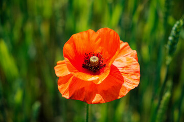 Fototapeta premium A blossoming red poppy amidst diverse vegetation.
