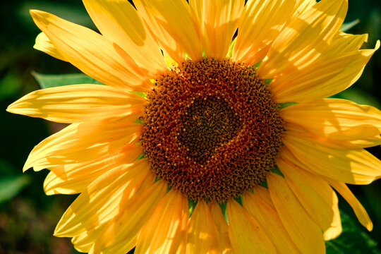 Close-up capturing the intricate design in the heart of a vibrant sunflower.