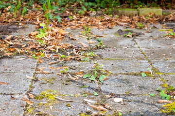 path with leaves and moss on it