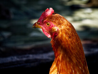 A close-up of a chicken with vibrant red and orange feathers, its comb prominent; the background is blurred, highlighting the bird.