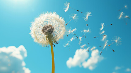 dandelion again blue sky wind, vector art
