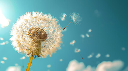 dandelion again blue sky wind, vector art