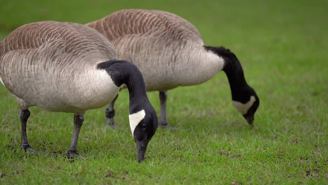  Canada geese are large wild geese