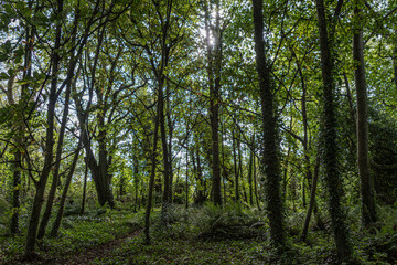 schmaler Pfad durch den Wald