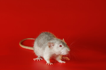 Gray rat isolated on a red background. Close-up portrait of a mouse. The rodent stands on its paws. Photo for cutting and writing