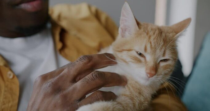 Close-up of adorable pet cat enjoying love and care while African American man stroking animal with hand. Lifestyle and people concept.