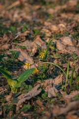 autumn leaves in the forest. close-up of flowers in the forest. yellow forest flowers. spring forest awakening of nature after winter