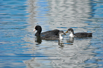 Eurasian coot with babies