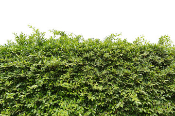 green bush isolated transparency background..