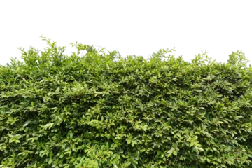 Foto op Aluminium green bush isolated transparency background.. © moderngolf1984
