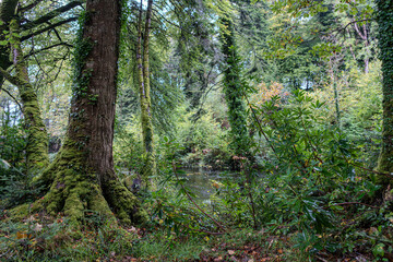 Kleiner Fluss im dichten Wald