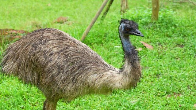 Flightless bird native to Australia with long necks and legs, and soft, brown feathers