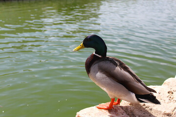 duck close up near the water