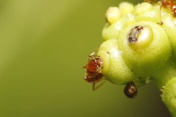 fire ant on a flower macro shot