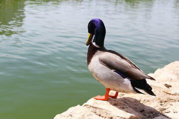 duck close up near the water