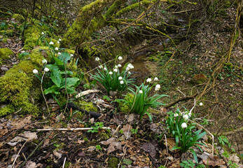 Maerzenbecher; Leucojum vernum; spring snowflake; Schwäbische Alb, Baden Württemberg; Deutschland