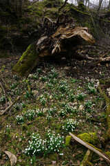 Märzenbecher; Leucojum vernum; spring snowflake; auf der Schwäbischen Alb im Felsental bei Emeringen; Baden Württemberg; Deutschland