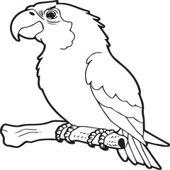 Parrot coloring pages for coloring book. Parrot outline vector