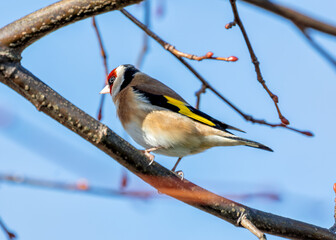 European Goldfinch (Carduelis carduelis) - Found across Europe, Asia & North Africa