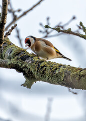 European Goldfinch (Carduelis carduelis) - Found across Europe, Asia & North Africa