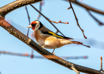 European Goldfinch (Carduelis carduelis) - Found across Europe, Asia & North Africa