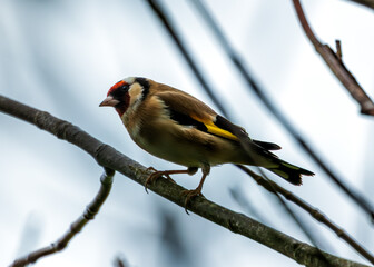 European Goldfinch (Carduelis carduelis) - Found across Europe, Asia & North Africa