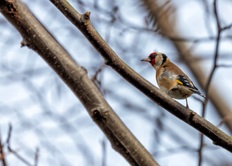 European Goldfinch (Carduelis carduelis) - Found across Europe, Asia & North Africa