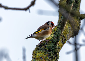 European Goldfinch (Carduelis carduelis) - Found across Europe, Asia & North Africa