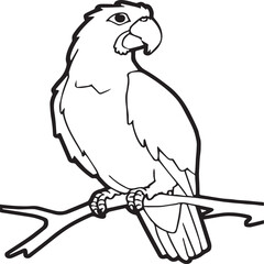 Parrot coloring pages for coloring book. Parrot outline vector