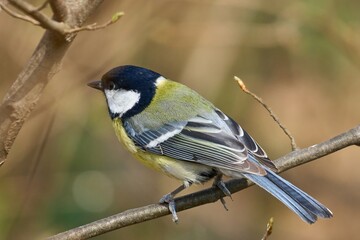 Blue tit