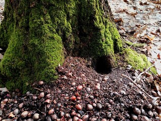 A mountain of acorns near the entrance to the hole, and some unknown rodent that feeds on acorns...