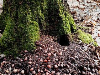 A mountain of acorns near the entrance to the hole, and some unknown rodent that feeds on acorns and gathered stocks of oak acorns for the winter near the hole, a mountain of acorns.