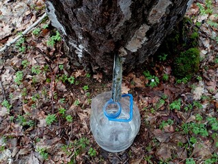 Collecting birch sap in the spring by drilling a hole and installing a metal channel through which the sap flows into a bottle located near the tree.