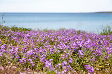 Colorful image of violets field with sea in background