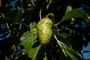 Mengkudu, raw Noni fruit (Morinda citrifolia), also called a starvation fruit