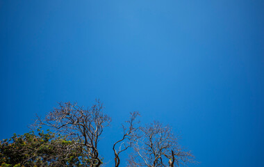 Dry forest tree canopy with clrea blue sky  background