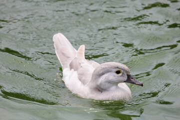the small white duck is swimming and rest at river