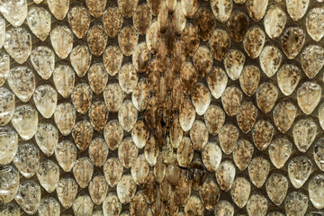 close up real viper snake skin for animal pattern
