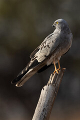 Montagu's harrier perched on awooden log at Bhigwan bird sanctuary, Maharashtra