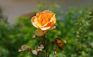 Beautiful yellow orange rose blossom