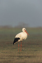 Beautiful White stork at Bhigwan bird sanctuary, Maharashtra