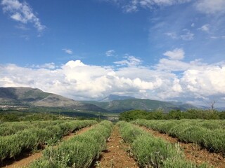 Fototapeta na wymiar Lavender fields in Greece