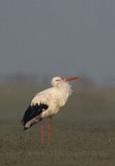White stork preening at Bhigwan bird sanctuary, Maharashtra India