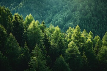 close up images of fir trees - Powered by Adobe