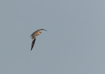 Little pratincole flying at Bhigwan bird sanctuary, Maharashtra