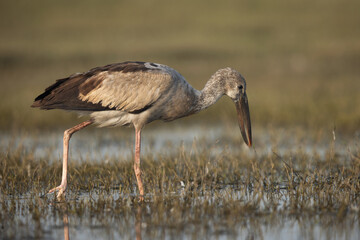 Asian openbill stork searching food in the marsh at Bhigwan bird sanctuary, India