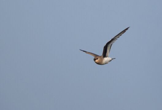 little pratincole in flight at Bhigwan bird sanctuary, Maharashtra